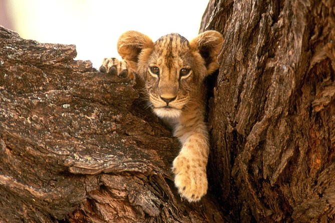 3 Days Tanzania Short and Spicy - Who should book this three-day safari