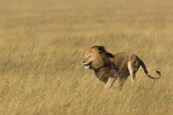 3 Days Tanzania Short and Spicy - Day 2: Lake Manyara, birds, and the Maji Moto hot springs