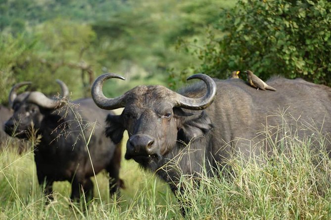 3 - Days Tanzania Wildlife Safari - Ngorongoro Crater: the safari’s main event