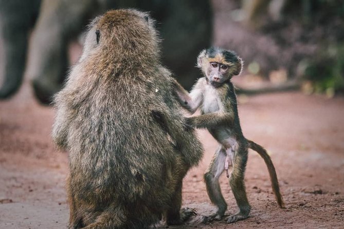 3 - Days Tanzania Wildlife Safari - Is $995 per person good value?