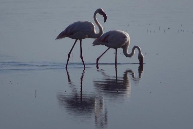 3 - Days Tanzania Wildlife Safari - Lake Manyara: flamingos, hippos, and a busy first day