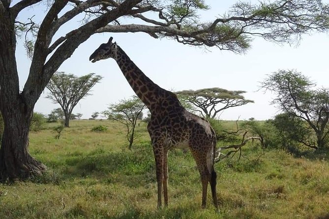 3 days Tarangire, Lake Manyara and Ngorongoro - What the guide and vehicle can change