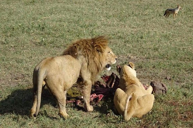 3 days Tarangire, Lake Manyara and Ngorongoro - Day 2: Ngorongoro Crater from rim to floor