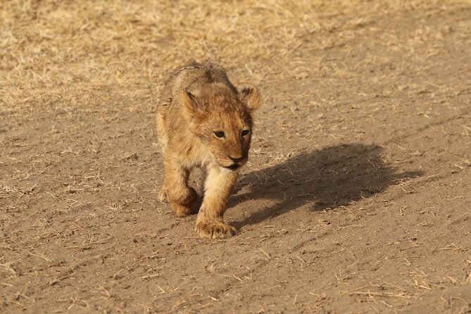3 Days Tarangire, Ngorongoro & Lake Manyara Group Camping Safari - Three parks, three different safari moods