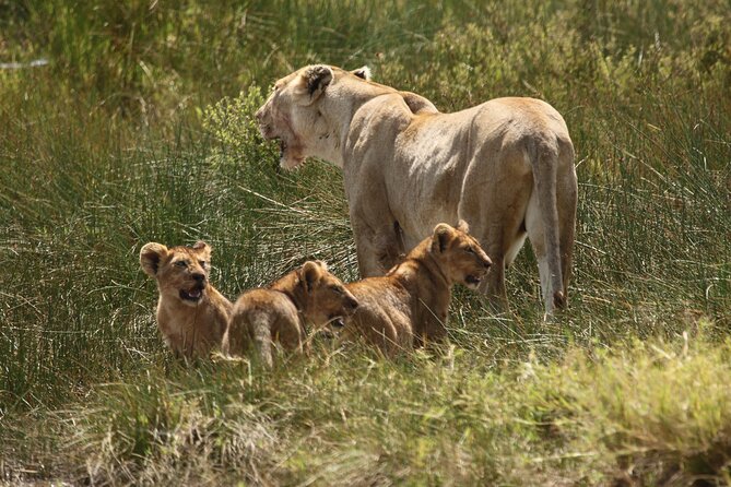 3 Days Tarangire, Ngorongoro & Lake Manyara Group Camping Safari - Day two: a full day inside Ngorongoro Crater