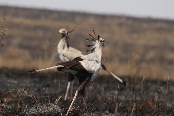 3 Days Tarangire, Ngorongoro & Lake Manyara Group Camping Safari - Day three: forests, hot springs, and Lake Manyara