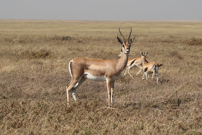 3 Days Tarangire, Ngorongoro & Lake Manyara Group Camping Safari - Camping at Twiga Campsite