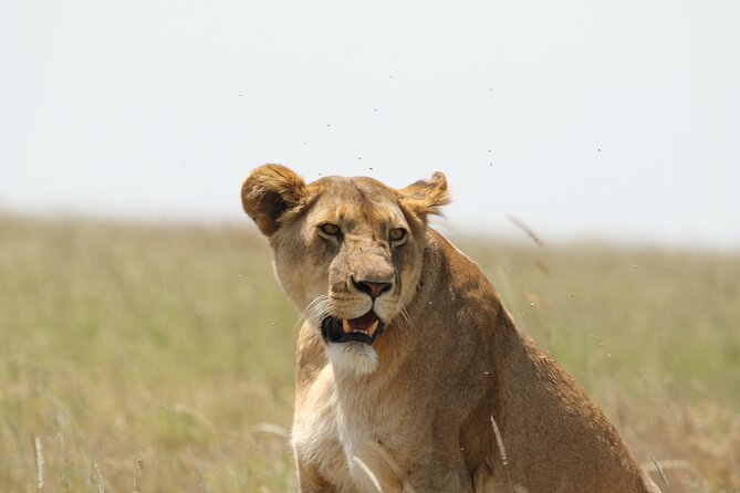 3 Days Tarangire, Ngorongoro & Lake Manyara Group Camping Safari - Is $700 a fair price?