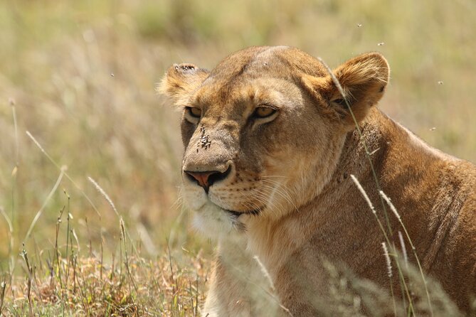 3 Days Tarangire, Ngorongoro & Lake Manyara Group Camping Safari - Who should book this safari?