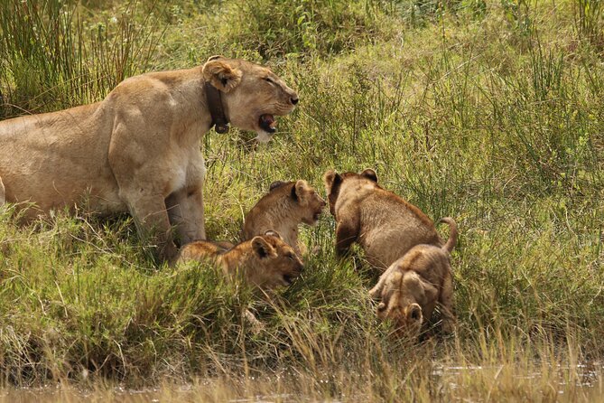 3 Days Tarangire, Ngorongoro & Lake Manyara Group Camping Safari - Day one: Tarangire’s elephants and baobabs
