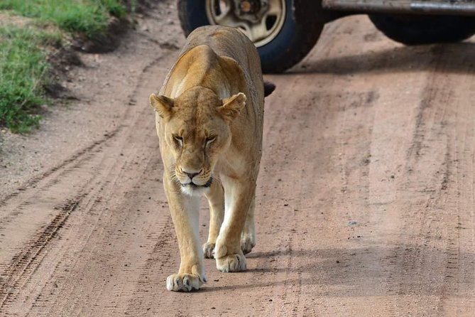 3 days Tarangire, Ngorongoro & Lake Manyara package - Three parks, three different safari moods
