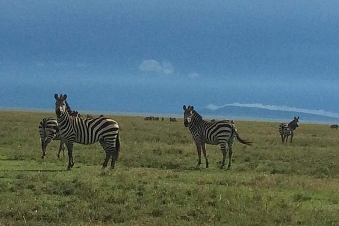 3 days Tarangire, Ngorongoro & Lake Manyara package - Day 3: Descending into Ngorongoro Crater