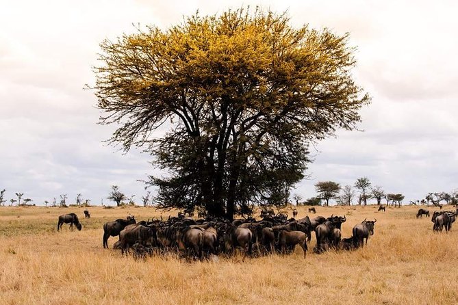 3 days Tarangire, Ngorongoro & Lake Manyara package - Is $779 a fair price for three days?