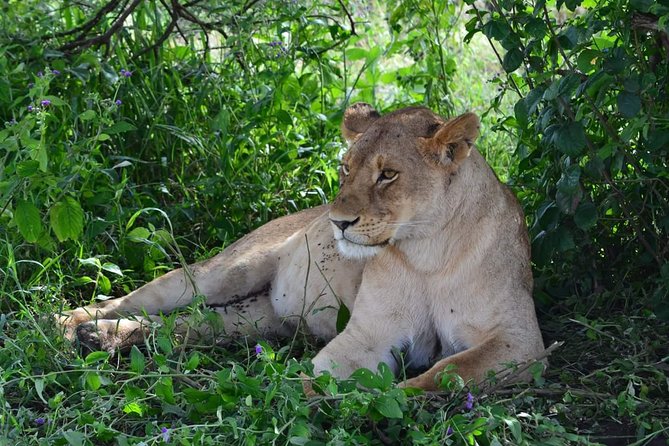 3 days Tarangire, Ngorongoro & Lake Manyara package - Day 2: Lake Manyara, flamingoes, and the hippo pool