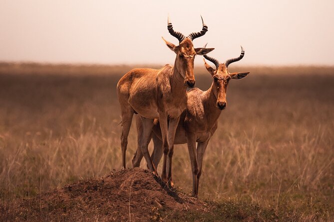 3 days to Serengeti NP and Ngorongoro Crater Tour in Tanzania - Why this safari works in only three days