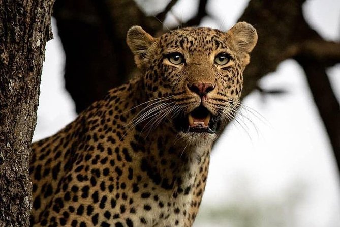 3 Days Unique safari Selous Game Reserve Tanzania - Key points before you book