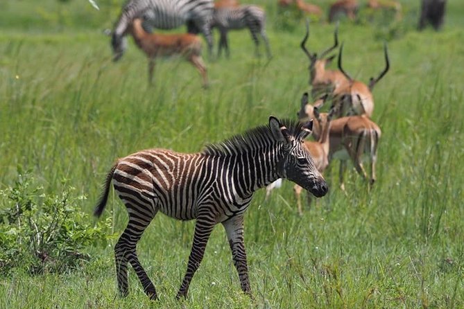 3 Days Unique safari Selous Game Reserve Tanzania - Why Selous works for a short safari from Dar es Salaam