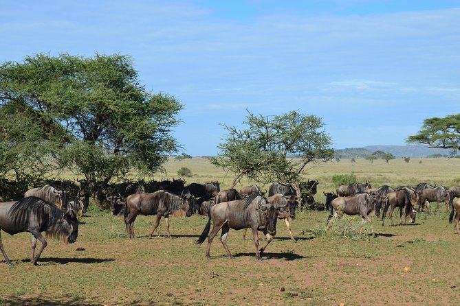 3Days Safari to Tarangire Ngorongoro and manyara lodge safari - What the Small Group Size Means in Practice