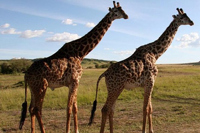 3Days Safari to Tarangire Ngorongoro and manyara lodge safari - Meals, Lodging, and What the $645 Covers