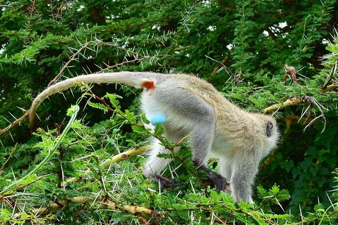 3Days Safari to Tarangire Ngorongoro and manyara lodge safari - Who Will Enjoy This Safari Most