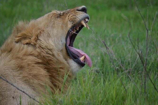 3Days Safari to Tarangire Ngorongoro and manyara lodge safari - Day Three: Forest, Lake, and Possible Tree-Climbing Lions