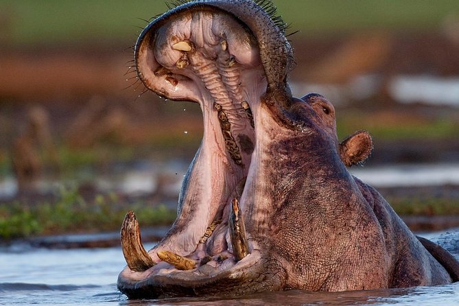 4 Day: Astonishing Group Safari - What $1,054 buys you on this Tanzania safari