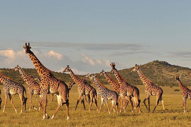 4 Day: Astonishing Group Safari - Day 4: Sunrise in the Serengeti, then Ngorongoro Crater