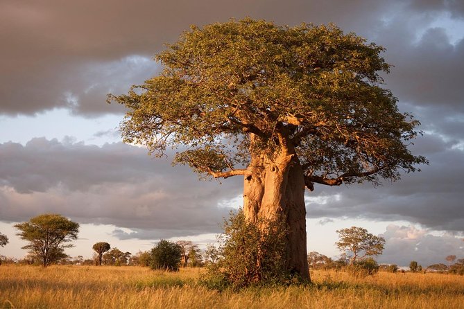 4 Day: Astonishing Group Safari - Life inside the six-seat safari jeep