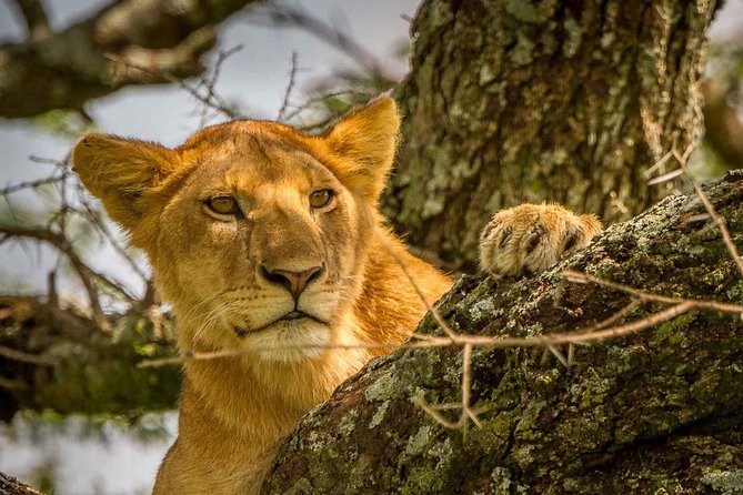 4 Day: Astonishing Group Safari - Day 1: Lake Manyara beneath the Rift Valley escarpment