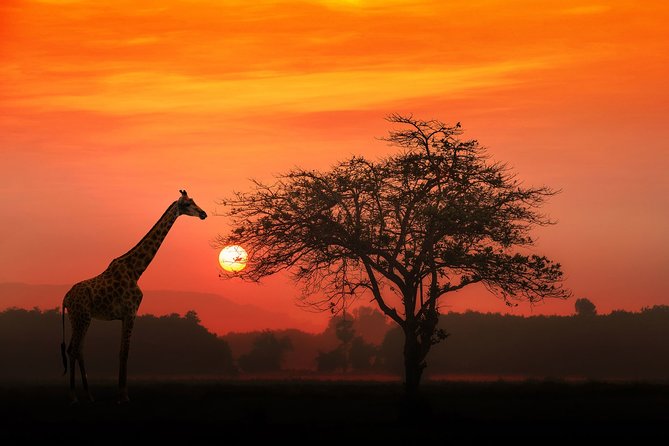 4-Day Basic Safari with Serengeti, Ngorongoro, & Tarangire - Day 2: Crossing into the Serengeti