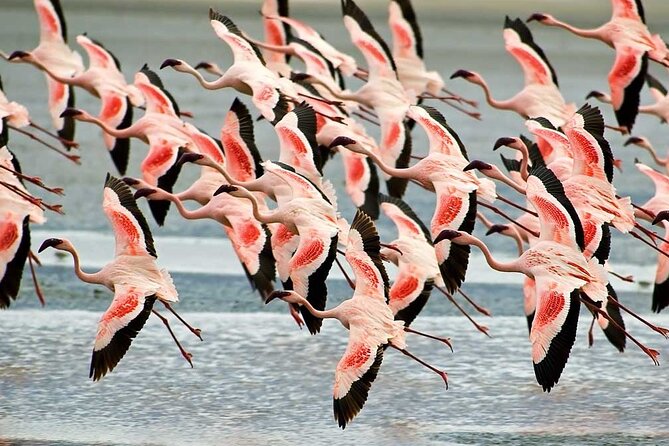 4-Day Basic Safari with Serengeti, Ngorongoro, & Tarangire - What the $1,745.56 price really buys