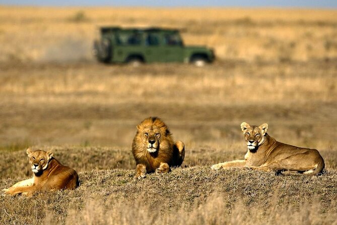4-Day Basic Safari with Serengeti, Ngorongoro, & Tarangire - Day 1: Tarangire and its elephant country