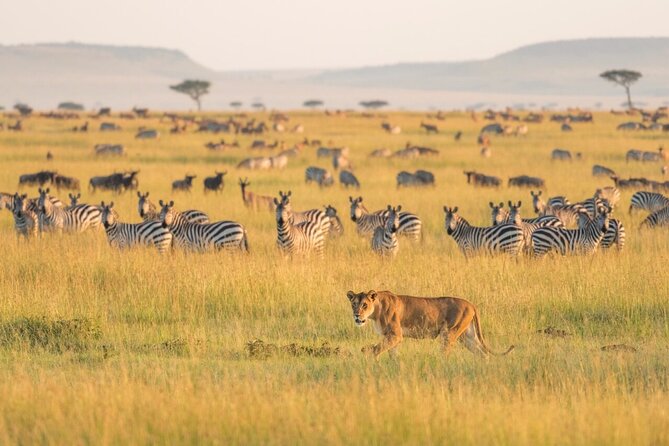 4-Day Budget Tarangire, Serengeti, Ngorongoro Safari Guided Tour - Key points at a glance