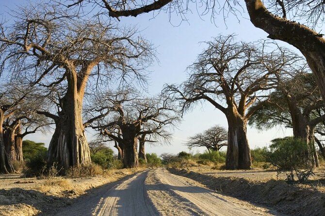 4-Day Budget Tarangire, Serengeti, Ngorongoro Safari Guided Tour - Guides, safety, and the group setup