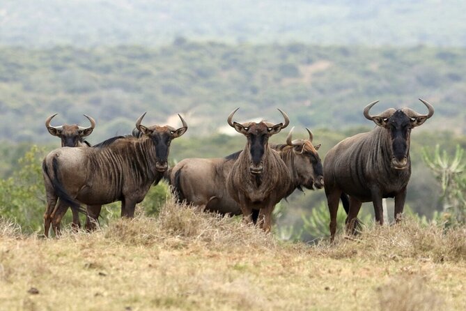 4-Day Budget Tarangire, Serengeti, Ngorongoro Safari Guided Tour - Day 2: The long road to central Serengeti