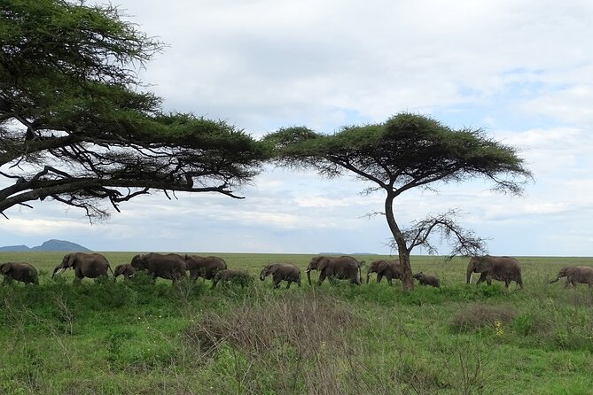 4-Day Camping on the Big Five Private Safari - Day three: morning wildlife and Olduvai Gorge