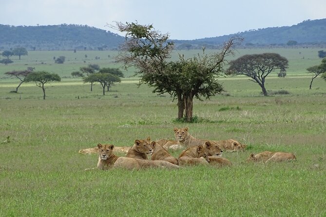 4-Day Camping on the Big Five Private Safari - Day four: the early descent into Ngorongoro Crater