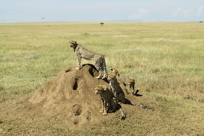 4-Day Camping on the Big Five Private Safari - The guide can shape the whole safari