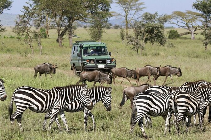 4-Day fascinating Camping Safari in Tanzania - Day 4: Descending more than 600 meters into Ngorongoro