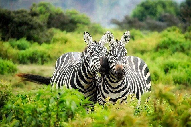 4-Day fascinating Camping Safari in Tanzania - Group size, camping, and daily comfort