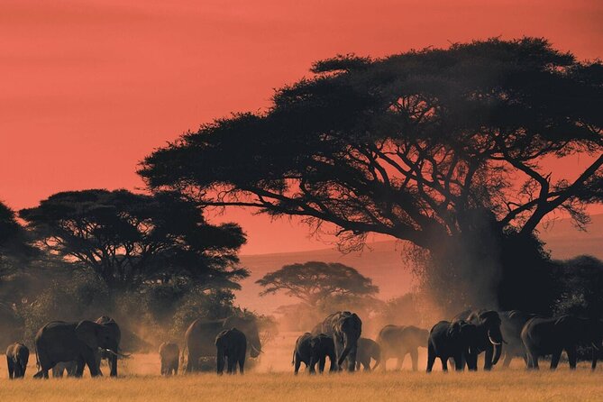 4-Day fascinating Camping Safari in Tanzania - Day 1: Tarangire’s elephants and baobabs