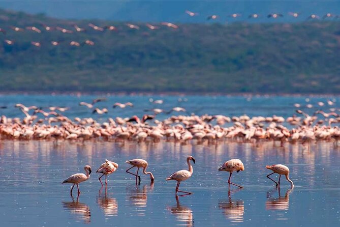 4 Day Great Migration Safari Serengeti & Ngorongoro Crater - The guide can make or break the safari