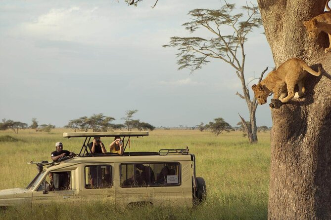 4 Day Great Migration Safari Serengeti & Ngorongoro Crater - Day two: a 6:00 a.m. start and the search for the migration