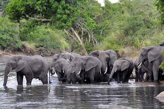 4-Day Group Tour to Tarangire, Serengeti, Ngorongoro - Lodge - Day 1: Tarangire and the elephant country
