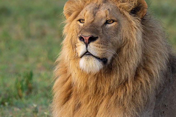 4-Day Group Tour to Tarangire, Serengeti, Ngorongoro - Lodge - Day 2: The long road to Serengeti