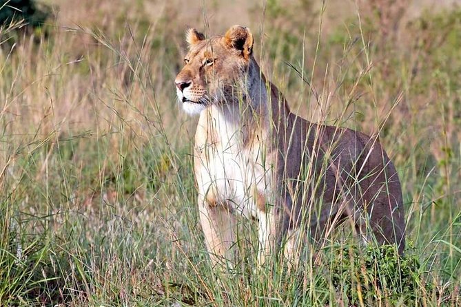 4-Day Group Tour to Tarangire, Serengeti, Ngorongoro - Lodge - What the small group changes