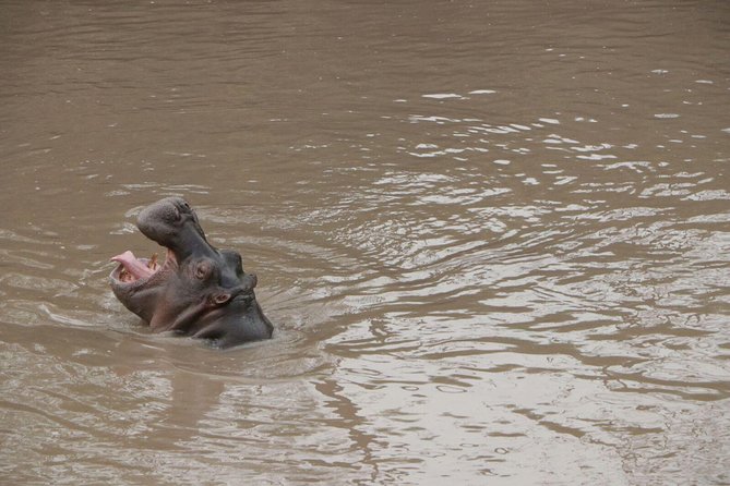 4-Day Group Tour to Tarangire, Serengeti, Ngorongoro - Lodge - Guide service and communication