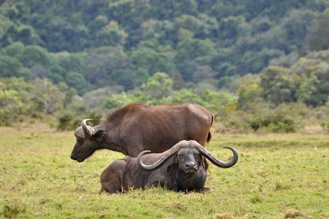 4-Day Group Tour to Tarangire, Serengeti, Ngorongoro - Lodge - Is $1,760 good value?