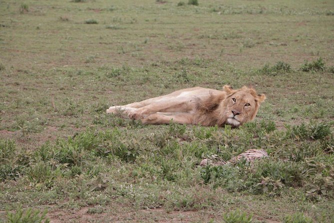 4-Day Group Tour to Tarangire, Serengeti, Ngorongoro - Lodge - Day 3: Early Serengeti, then onward to Ngorongoro