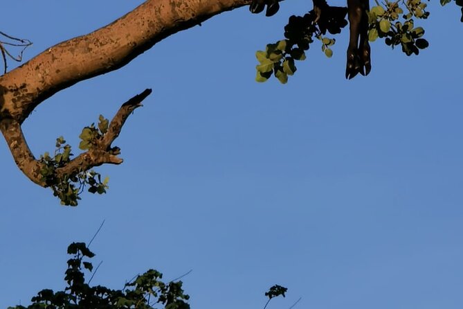 4-Day Lodge Private Tour to Tarangire, Serengeti and Ngorongoro - What the private safari changes